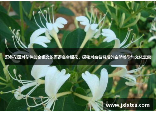 忍冬花因其花色如金银交织而得名金银花，探秘其命名背后的自然美学与文化寓意